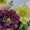 Helleborus Rhodé