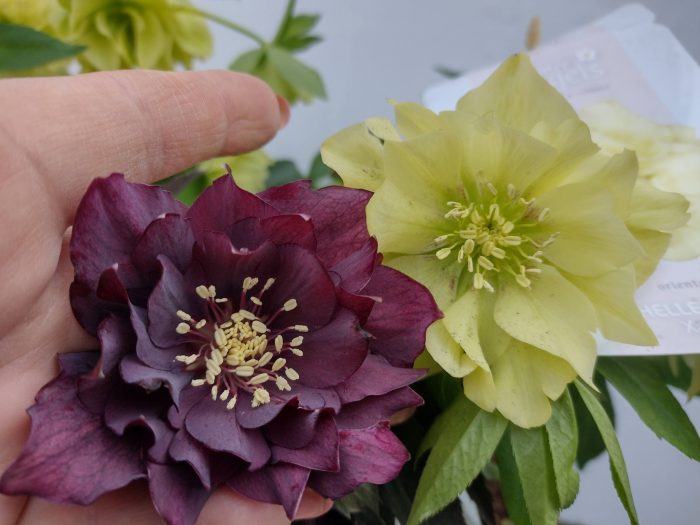 Helleborus Rhodé