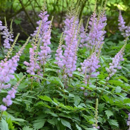 Astilbe Pumila