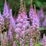 Astilbe Pumila