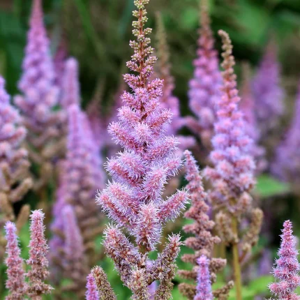Astilbe Pumila