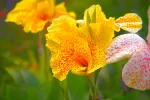 Bulbi Canna Golden Lucifer