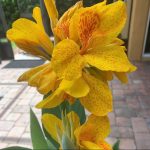 Bulbi Canna Golden Lucifer