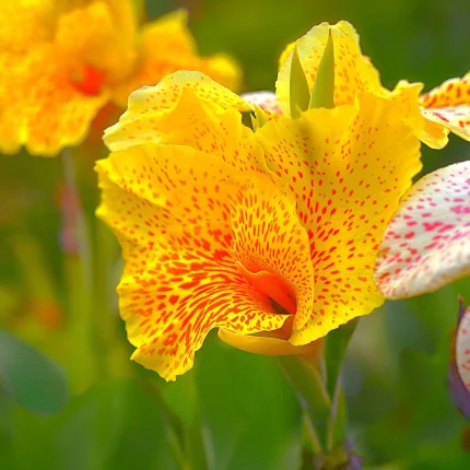 Bulbi Canna Golden Lucifer