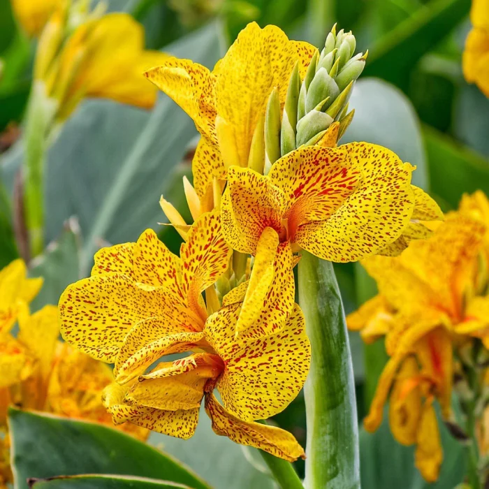 Bulbi Canna Golden Lucifer