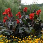 Bulbi Canna Black Knight