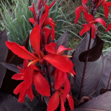 Bulbi Canna Black Knight