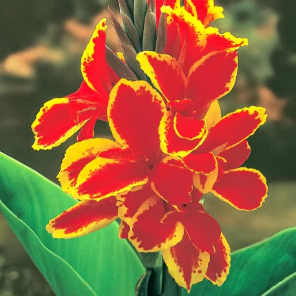 Bulbi Canna Lucifer