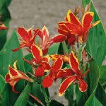 Bulbi Canna Lucifer
