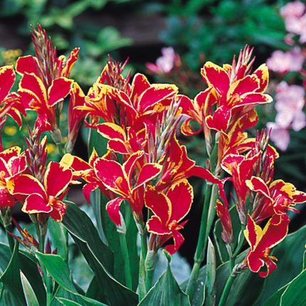 Bulbi Canna Lucifer