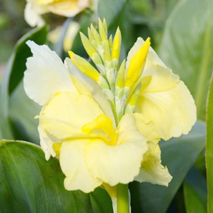 Bulbi Canna Puck