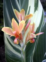 Bulbi Canna Stuttgart