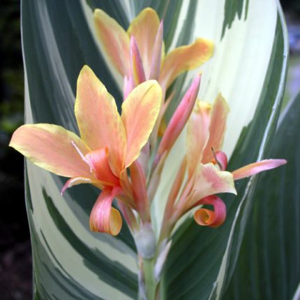 Bulbi Canna Stuttgart