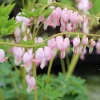 Dicentra Cupid (Cerceii Doamnei)