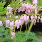 Dicentra Cupid (Cerceii Doamnei)