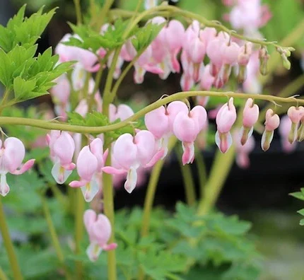 Dicentra Cupid (Cerceii Doamnei)