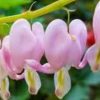 Dicentra Cupid (Cerceii Doamnei)