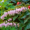 Dicentra Cupid (Cerceii Doamnei)