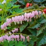 Dicentra Cupid (Cerceii Doamnei)