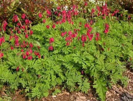 Dicentra Formosa Bacchannal (Cerceii Doamnei)