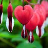 Dicentra Valentine (Cerceii Doamnei)