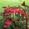 Dicentra Valentine (Cerceii Doamnei)