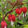 Dicentra Valentine (Cerceii Doamnei)