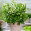 Dicentra Cupid (Cerceii Doamnei)
