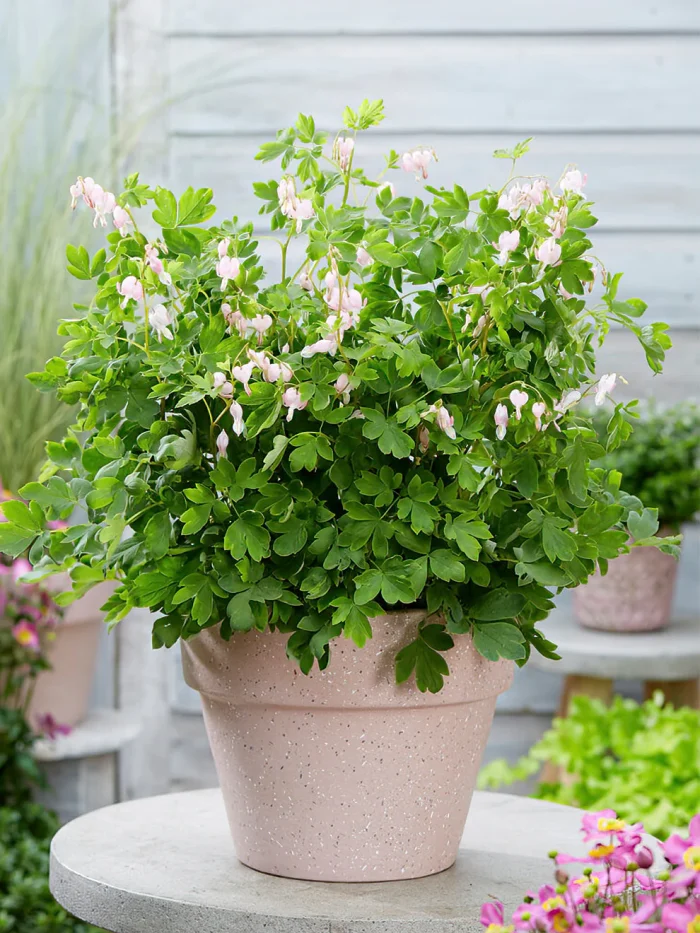 Dicentra Cupid (Cerceii Doamnei)