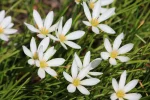 Zephyranthes Grandiflora Alba