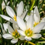 Zephyranthes Grandiflora Alba