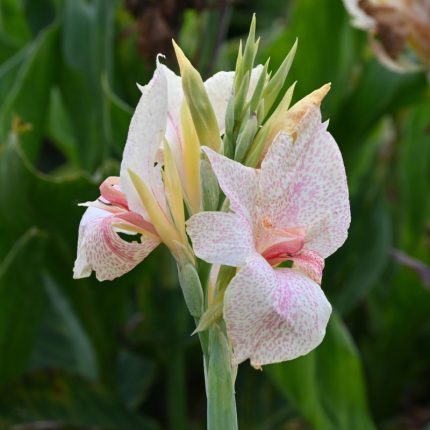Bulbi Canna Fantasy