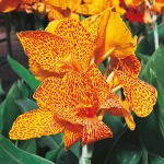 Bulbi Canna En Avant
