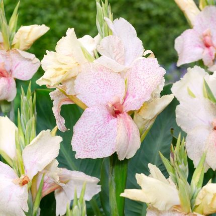Bulbi Canna Fantasy