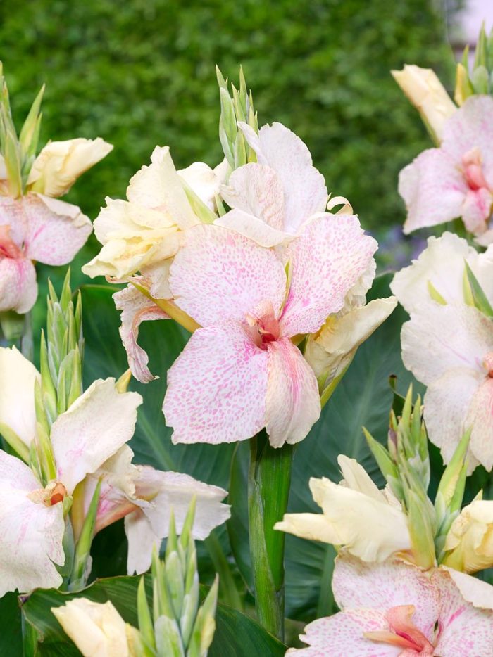 Bulbi Canna Fantasy