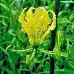 Gloriosa Lutea