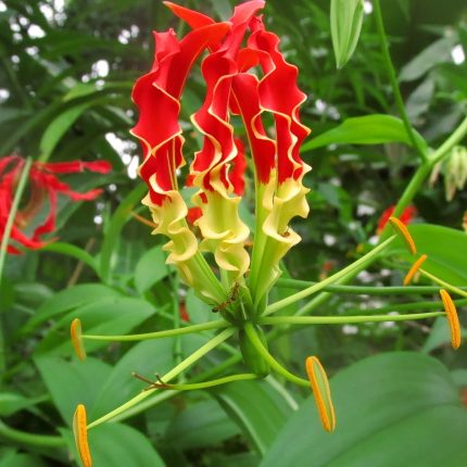 Bulbi Gloriosa Superba
