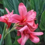 Canna La Boheme
