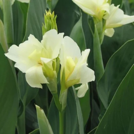 Bulbi Canna Puck