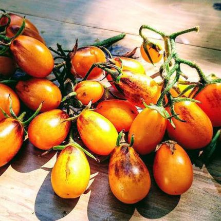 Semințe tomate Indigo Pear Drops 100 semințe