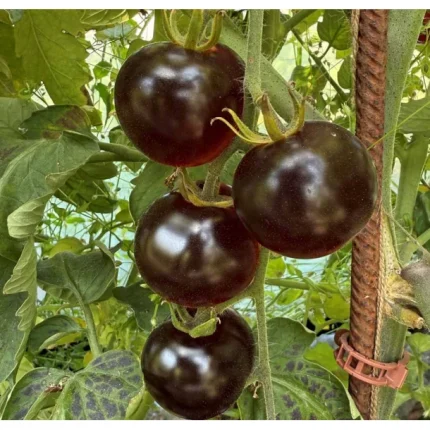 Semințe tomate Blackball 100 semințe
