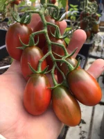 Semințe tomate Black Plum 100 semințe