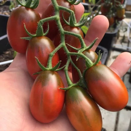 Semințe tomate Black Plum 100 semințe