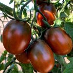 Semințe tomate Black Plum 100 semințe