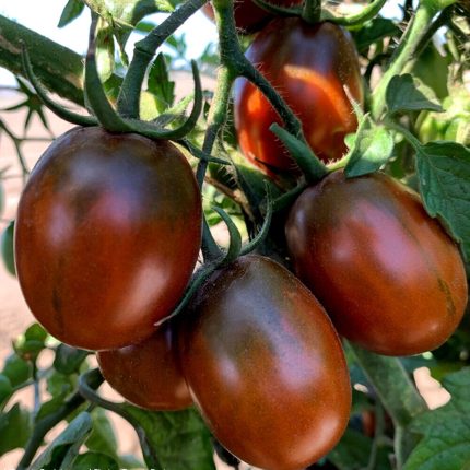 Semințe tomate Black Plum 100 semințe
