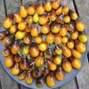 Semințe tomate Indigo Pear Drops 100 semințe