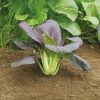 Semințe varză chinezească Pak Choi Red 500 semințe