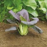 Semințe varză chinezească Pak Choi Red 500 semințe
