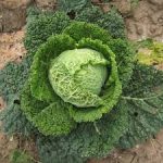 Denumire populară: varză creață, varză de savoy. Denumire științifică: Brassica Oleracea Capita Sabauda "Vertus 2". Pachetul conține 500 de semințe sigilate într-un pachet cu atmosferă protectoare, ferite de umiditate și lumină solară. Varza Vertus 2 este soi de varză tip Savoy, soi târziu, ce rezistă foarte bine pe câmp, sub zăpadă. Varza Vertus 2 este o varză cu frunze crețe, beșicate, groase și crocante. Culoarea frunzelor este verde închis - albăstruie la exterior și verde deschis la interior. Varza Vertus 2 poate fi folosită atât proaspătă cât și conservată. Nu își pierde culoarea prin conservare sau gătire, dar pot exista unele decolorări în funcție de tipul de gătire. Semințe varză Savoy Vertus 2 500 semințe
