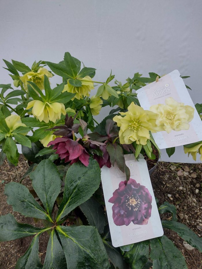 Helleborus -Prezentare ghivece (Februarie)